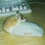 ГЕННАДИЙ ГОВНОЕД