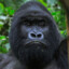 Gorilla Jamal ATM