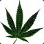 CannabisJunk