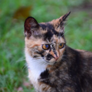 更有痴似相公者