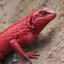 RED_LIZARD