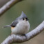 Tufted Titmouse