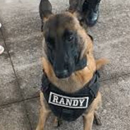Randy the police dog
