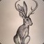 The Notorious Jackalope