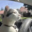 Cat driving a car