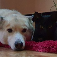 Amilura/ www.twitch.tv/amilura