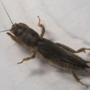 蝼蛄