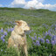 meadow