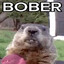 Mini Bober