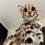 Herr Katze
