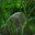 Steam avatar of Stone in the forest
