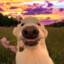 SİGMA DOG