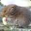 seethatvole