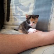 Littlecow - steam id 76561197961362502
