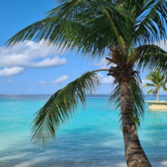 PALMA - steam id 76561199230975588