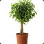 Ficus1254