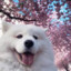 samoyed