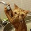 Puddy Kat