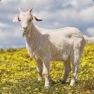 AdultGoat