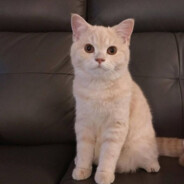 春日部睡觉大王