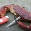 Crab with cigarette