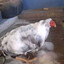 Un Pollo Sin Animos