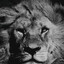 THE LION