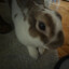 Cookie