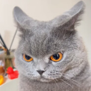 你不要给我哇哇叫