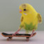 Parrot the Skater