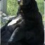 TheBear