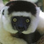 Lemuriformes