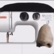 бритый сракатун