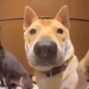 ☣DOGE☣