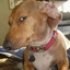 UpDog