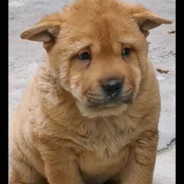 夜雨声烦在孤舟