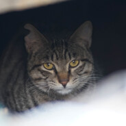 是三拳不是山泉