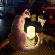 𝓜𝓲𝓽𝓼𝓾𝓲