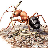 Ant