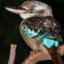 Kookaburra Hoots