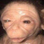 That Animal Blundetto