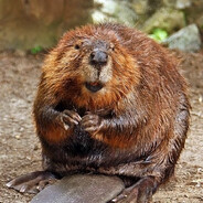 Beaverlover78
