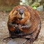 Beaverlover78