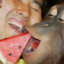 Man Feeding Ape Watermelon