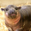 Bashful Baby Hippo