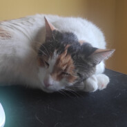 XDXDXDDDSKINSXDXDXDXD