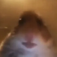 Hamster