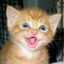 gatinho trevoso