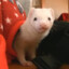 Running Ferret