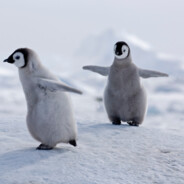 The Golden Penguin